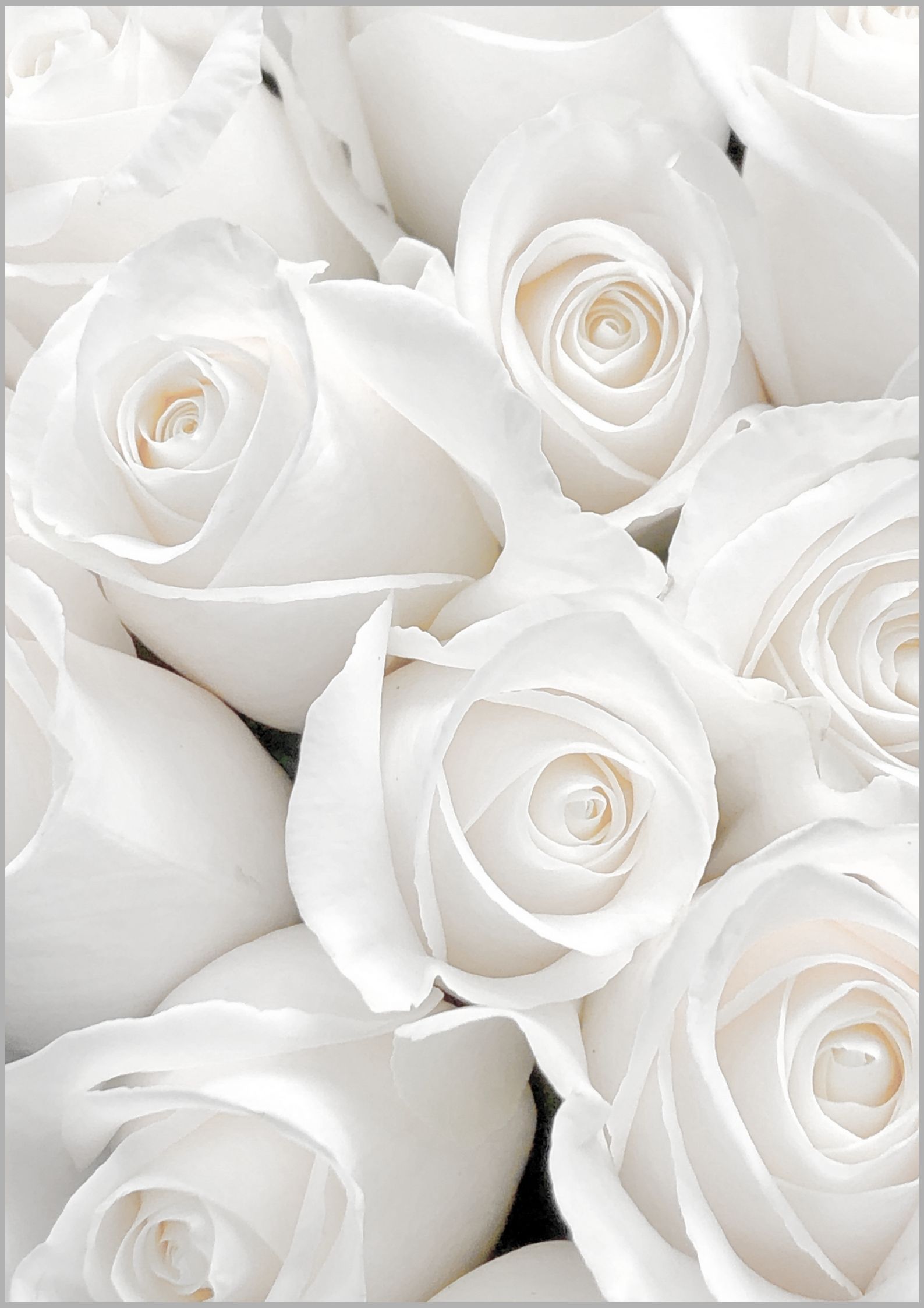 tumblr white roses