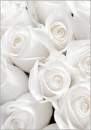 White Roses No.1